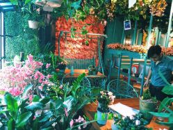 点击看大图 -金棕榈