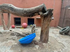 -青藏高原野生动物园