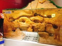 -上海昆虫博物馆