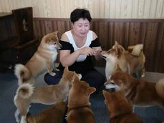-柴源莊·柴小宠柴犬咖啡