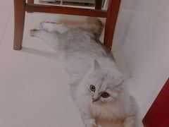 -1013 PET SHOP精品宠物商店(丁香店)