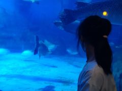 -烟台海昌鲸鲨海洋公园