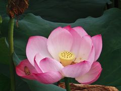 -渌洋湖湿地公园