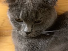-猫友咖啡店(玉林西路店)