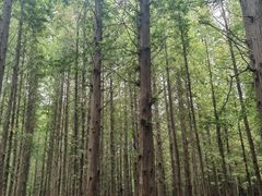 -日照海滨国家森林公园