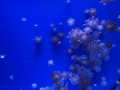 -海合安武汉极地海洋公园