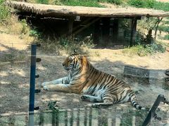 -大连森林动物园