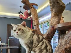 -more than meow吴止猫主题餐厅(承德 中船汇店)