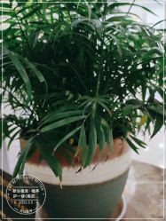 点击看大图 -新生植发·植养护一体