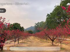 -南国桃园旅游度假区