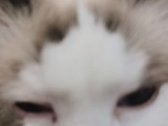 -怪兽屋·羊驼·猫咖·狗咖(俊华广场店)