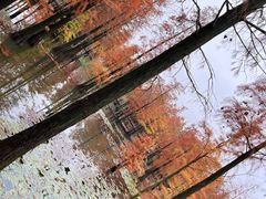 -池杉湖湿地公园