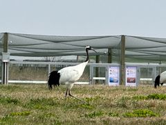 -盐城丹顶鹤湿地生态旅游区