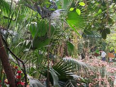 -呀路古热带植物园