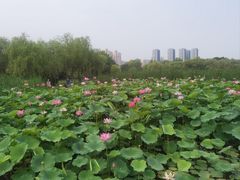 -太阳宫公园