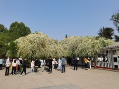 -西苑公园
