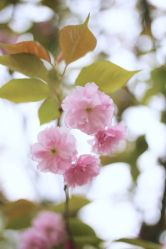 -美妍纹绣·半永久纹眉