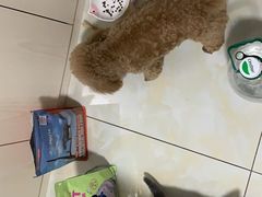 -子乐宠物医院
