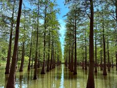 -泗洪洪泽湖湿地景区