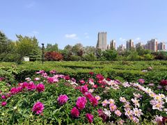 -曹州牡丹园