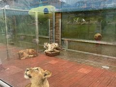 -西霞口神雕山野生动物世界