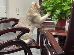 -PETKIT 小佩宠物·德文赛凯猫舍