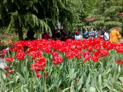 -洛阳郁金香牡丹园