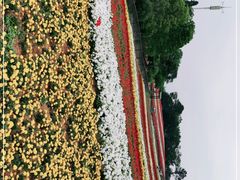 -大塘金香草谷