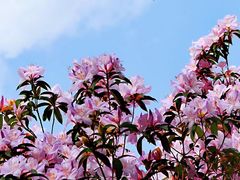 -梧桐山风景名胜区