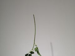 -成都失恋馆