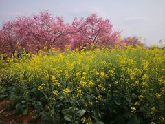 -天适樱花悠乐园