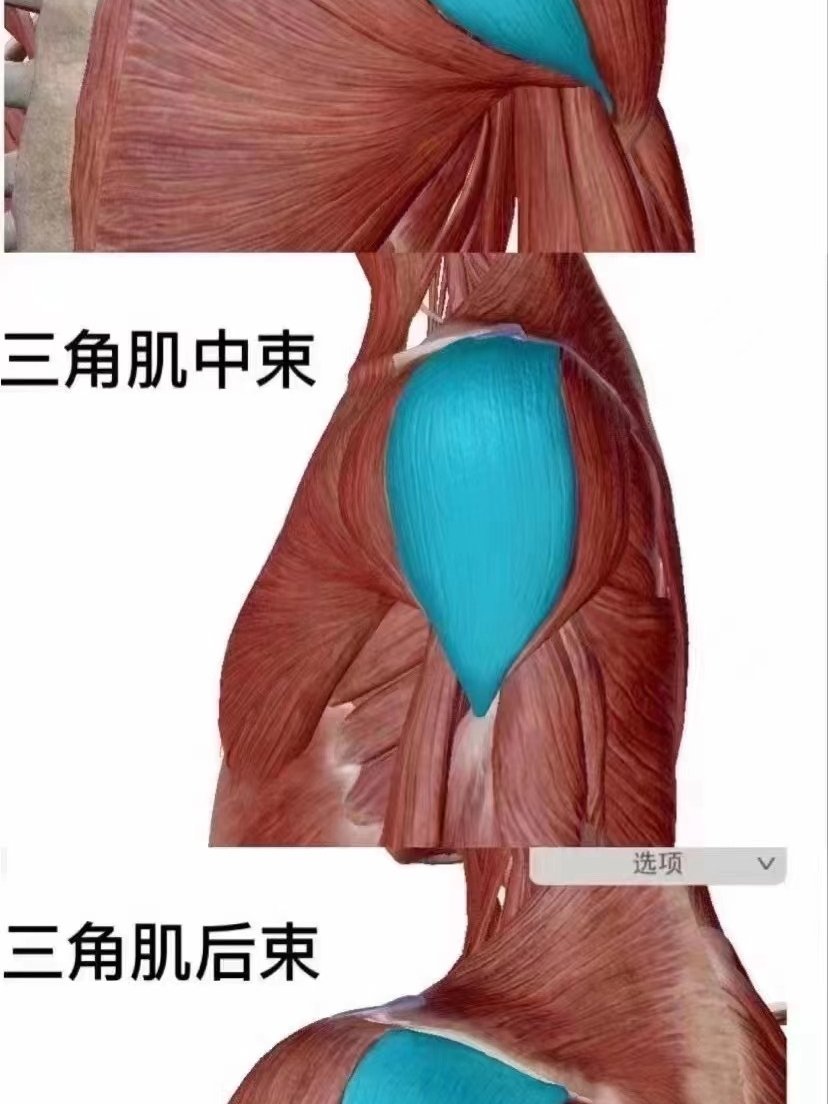 三角肌前束位置图片