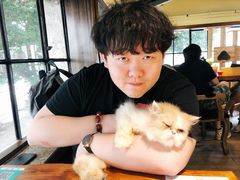 -more than meow吴止猫主题餐厅(承德 中船汇店)