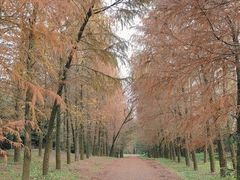 -上海海湾国家森林公园