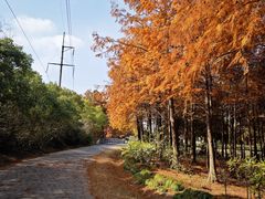 -上海海湾国家森林公园