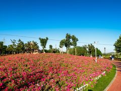 -羊亭河湿地公园