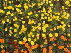 android_upload_pic-艾溪湖湿地公园