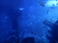 -多彩贵州城极地海洋世界