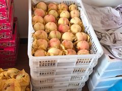 -南汇新场正宗水蜜桃采摘