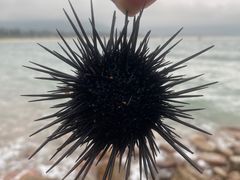 -西涌国际滨海旅游区