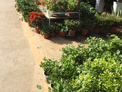 -金陵花卉交易市场