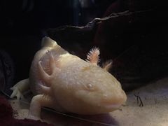 -悉尼海洋生物水族馆