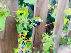 -北镇龙岗子生态园