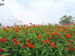 -海花岛旅游度假区