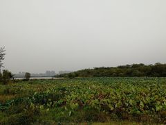 -盘龙城国家考古遗址公园