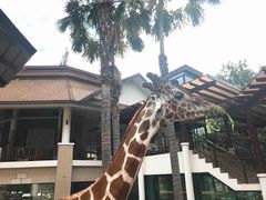 -清迈夜间动物园