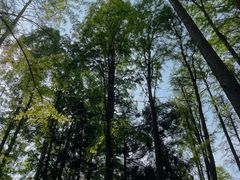 -上海共青森林公园