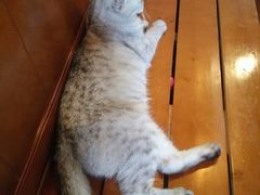 -李小姐の猫咖啡馆(五角场店)
