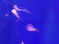 -海合安武汉极地海洋公园
