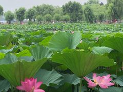 -长春市南湖公园